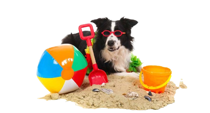 best-toys-for-border-collies-long-removebg-preview