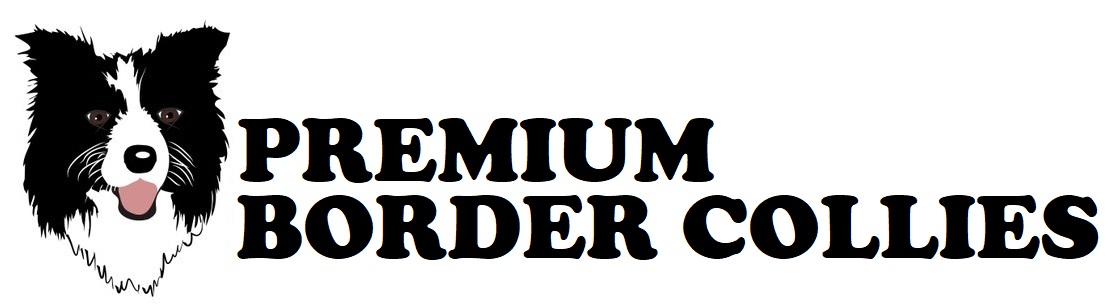 Premium Border Collies